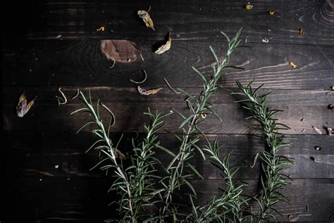 Meet the Plants | The Food & Medicinal Uses of Rosemary