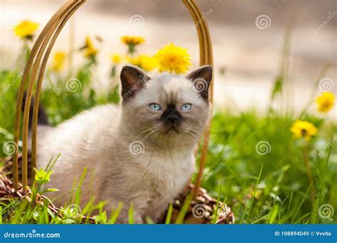 Siamese Kitten Sitting in a Basket Stock Image - Image of dandelions, lawn: 108894049