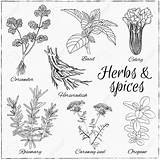 Spices Drawing At GetDrawings  Free Download sketch template