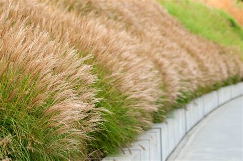 Easy to Grow Perennials: Ornamental Grasses | a Blade of Grass