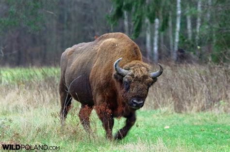 Private Bison Safari in the Białowieża Forest, Nov 2017 – Wild Poland