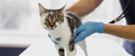 Getting Your Cat to The Clinic - Mansfield Veterinary Clinic