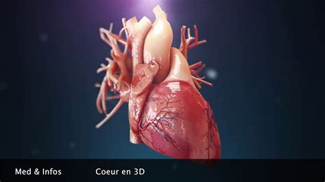 Anatomie du coeur (Animation 3D) - YouTube