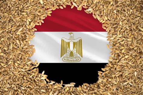 Egypt buys 600,000 tonnes of Russian wheat | World Grain