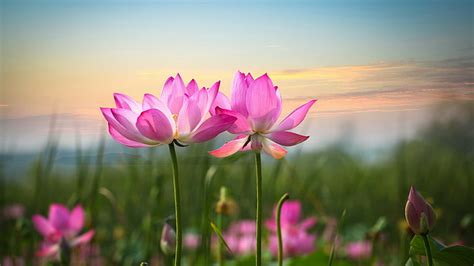 HD wallpaper: flower, sunrise, lotus, lotus flower, nature, beautiful ...