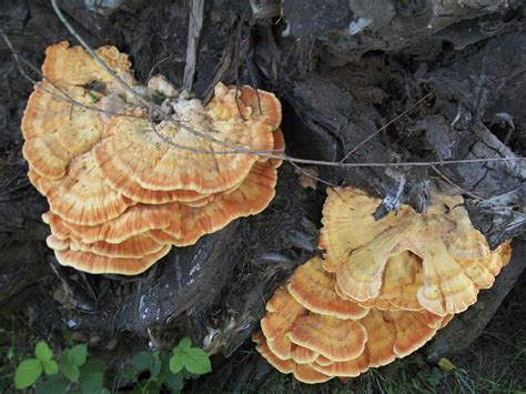 Edible Mushrooms That Grow on Dead Trees | Our Pastimes