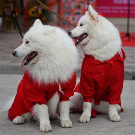 Samoyed Dogs #white