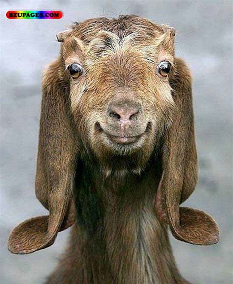 Funny goat face |Funny Animal