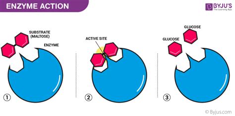 Enzymes and ATP Diagram | Quizlet