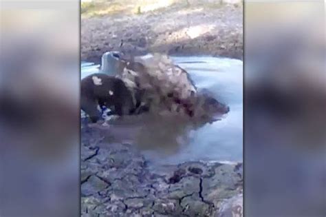 Crocodile launches deadly ambush on pet dog in shocking video | Daily Star