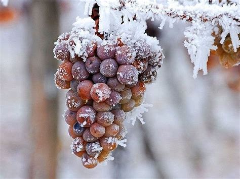 Ice or iced wine? Tradition vs. innovation in Upstate New York's ...