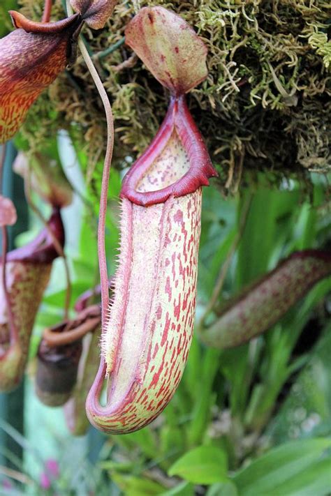 Pitcher Plant's Trap Photograph by Tony Craddock/science Photo Library ...