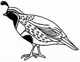 Quail Coloring Pages  Cool sketch template