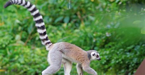 What Do Lemurs Eat? An Island Primate's Diet - A-Z Animals