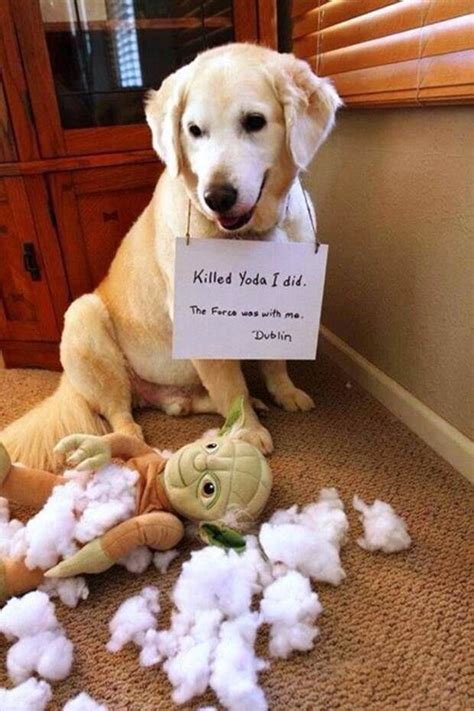 80 best images about Naughty Dogs on Pinterest | Funny, Zoos and Sexy ...