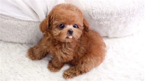 Tìm hiểu giống chó Poodle: Nguồn gốc, đặc điểm, cách nuôi, bảng giá