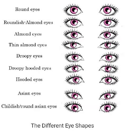 Shapes of eyes Types Of Eye Shapes, Different Types Of Eyes, Shapes Of Eyes, Eye Types, Eyes ...