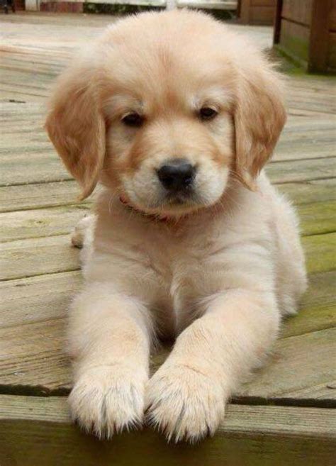 🧡 Cute Puppy 🐶 #DogPetPuppyIdeas | Lovely Dog, Pet Ideas & Photography You'll Love | Puppies ...