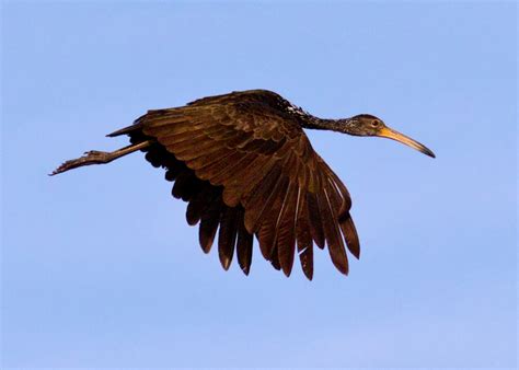 Limpkin – birdfinding.info