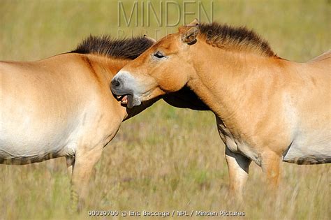 Przewalski's Horse stock photo - Minden Pictures