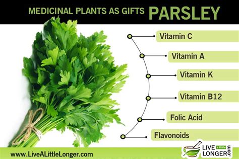 rainbowdiary: Health Benefits Of Parsley