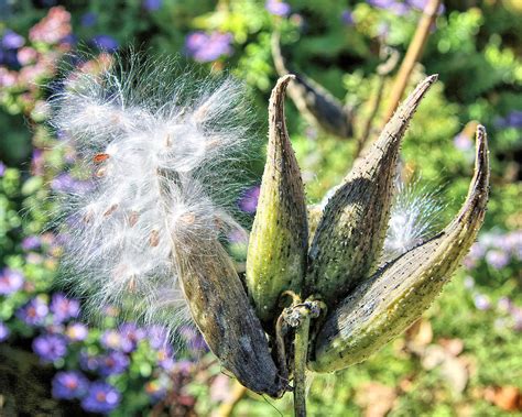 Milkweed Pods Photograph by Daniel Beard - Pixels