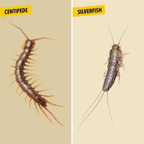 House Centipede vs. Silverfish: What's the Difference?