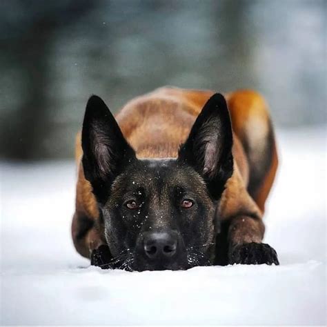 8 Belgian Malinois Breeders: Best Places To Find A Puppy