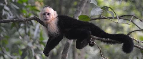 Social Learning And Culture In Capuchin Monkeys - Faunalytics