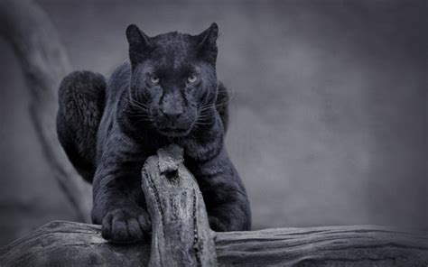 Download wallpapers black panther, wild cat, predator, wildlife, night ...