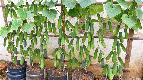 Grow cucumbers vertically with organic fertilizer from eggshells | High ...