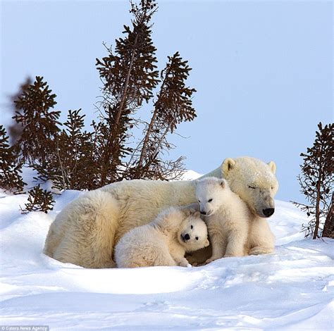 Beißen Gedanken: Newborn Polar Bear Cubs