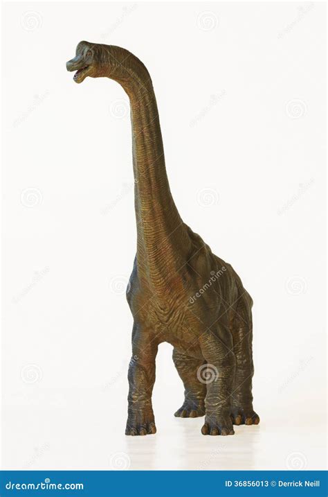 A Tall Brachiosaurus Dinosaur, or Arm Lizard Stock Image - Image of prehistoric, nostrils: 36856013