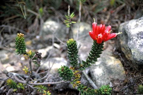 Alpine Plant in Flower on Hills above Bogota - Geographic Media