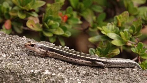 Japanese Five-lined Skink | MarkEisingBirding