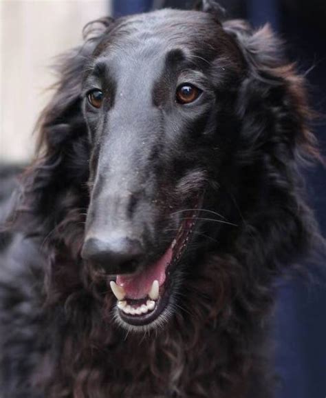 Black Borzois⭐️ with a lovely expression I really love the black ones :) | Borzoi dog, Borzoi ...