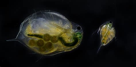 Daphnia magna, vannlopper | Daphnia magna is a species of Da… | Flickr