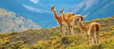 Wildlife of Patagonia | Country Walkers