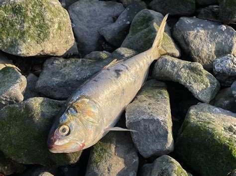 Hundreds of dead fish spotted in the Hudson River