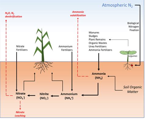 Nitrogen Management and Water Quality | NC State Extension Publications