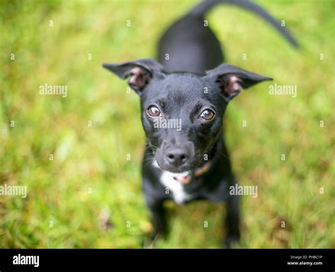 Black chihuahua hi-res stock photography and images - Alamy