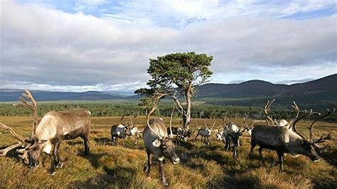 Scotland best things to do 2020: Cairngorm Reindeers, castles | escape ...