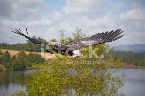 Ruppell's Vulture In Level Flight Stock Photo | Royalty-Free | FreeImages