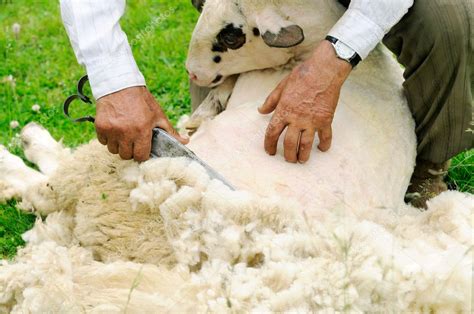 Shearing Sheep — Stock Photo © sevaljevic #5087054