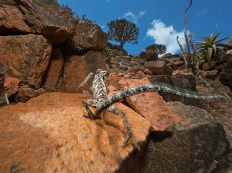 Chameleon, Socotra