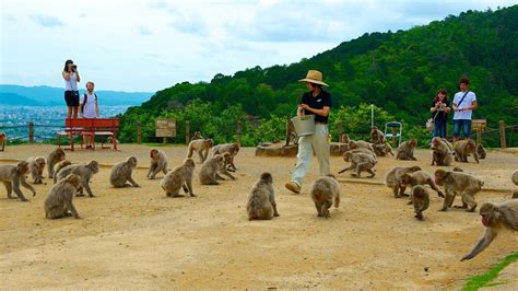 Arashiyama Monkey Park Iwatayama, Kyoto - Japan Web Magazine