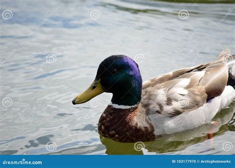 Beautiful Male Mallard Duck Swimming in Pond Stock Photo - Image of close, life: 103177970