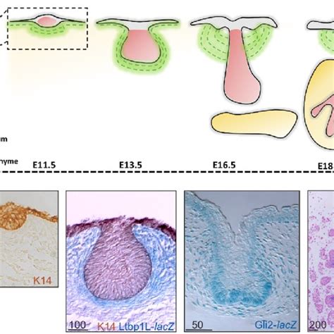 (PDF) Embryonic mammary gland development