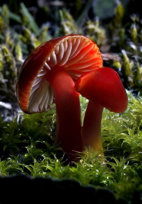 Memorable And Minute Mushroom Photography - Bored Art