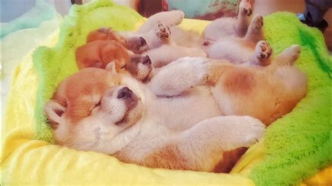 Are we cute enough? Shiba Inu puppies (with captions) - YouTube
